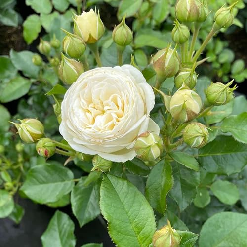 GARTEN SCHLÜTER® Rose Artemis Strauchrose weiß bis grünlich | Winterharte Blume mit starkem Duft - Blütezeit von Juni bis Oktober
