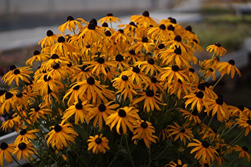 Gelber Sonnenhut ( Rudbeckia fulgida  Goldsturm  )