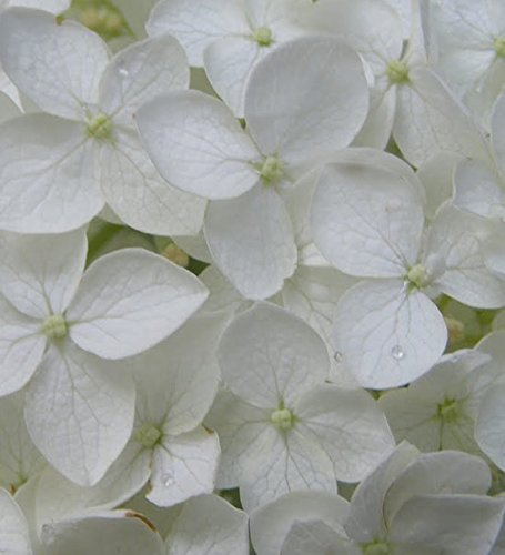 Hydrangea macrophylla 'White' 15cm Pot Size