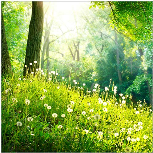 Wallario Glasbild Pusteblumen im Wald mit einfallenden Sonnenstrahlen - 50 x 50 cm Wandbilder Glas in Premium-Qualität: Brillante Farben, freischwebende Optik