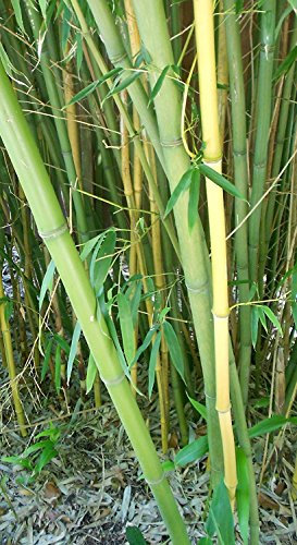 Winterharter Riesen Bambus 1.000 Samen (Bis zu 35 Meter Hoch)