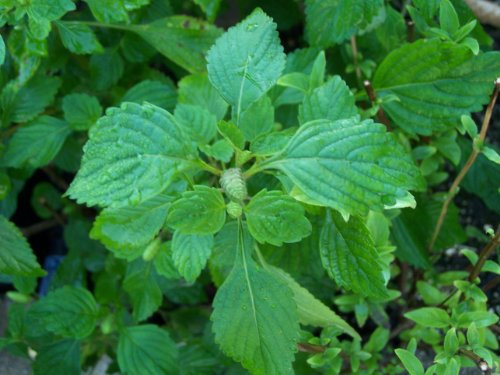 Vietnamiti Semi Menta Kinh Gioi