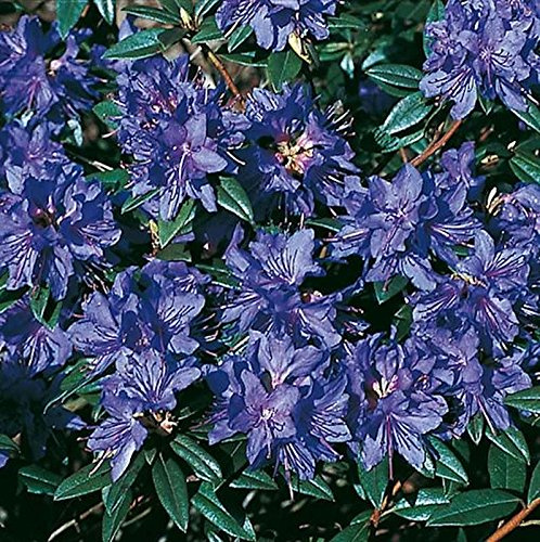 Zwerg Rhododendron Gletschernacht 15-20cm - Rhododendron russatum - Zwerg Alpenrose - lebende Gartenpflanze aus den Baumschulen