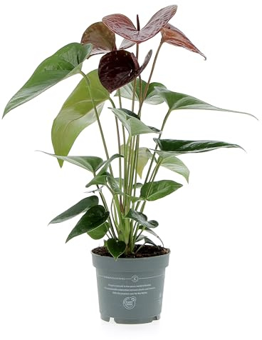 KENTIS - Anthurium Cioccolato Pianta Vera - Anturio - Piante Fiorite da Interni Purifica Aria - Appartamento - H 25-35 cm Vaso Ø 12 cm