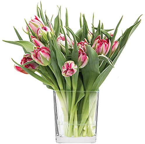 TREND FOR HOME Vase für Blumen Pflanzenglas Pflanzenterrarium Flaschengarten Indoor-Dekoration Blumentopf Transparent | Spülmaschinenfest | Kollektion Violet | Kapazität 820 ml