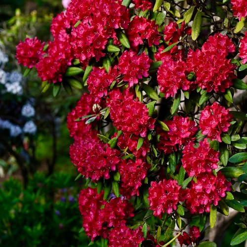 Semillas de rododendro resistentes - decorativas azalea balcón jardín raras 500pcs