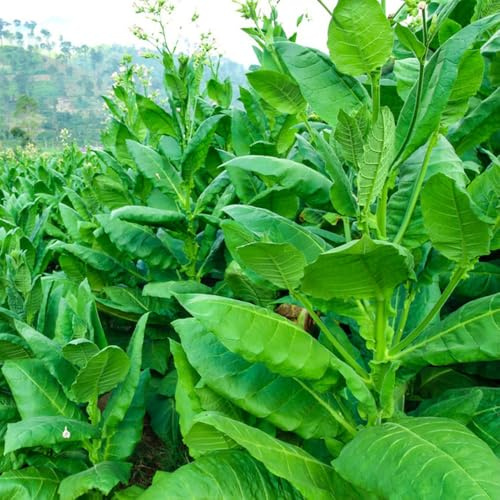 semi di tabacco, tabacco, selvatiche Nicotiana tabacum - balcone, perenni 150pcs