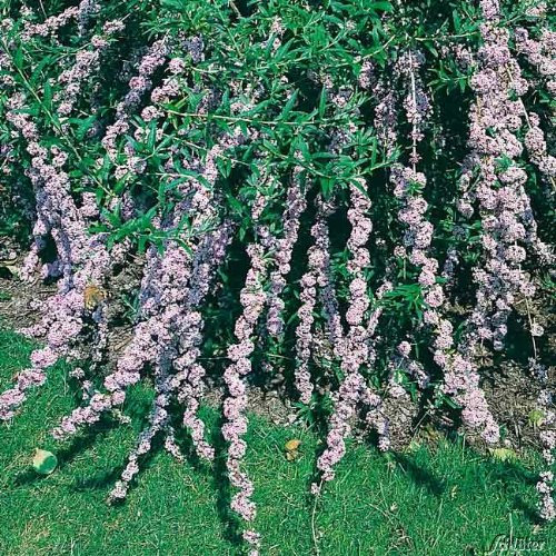 Hänge-Schmetterlingsflieder - Sommerflieder (Buddleja) Pflanze in hellem lila, halbschattig und winterhart - Flieder-Strauch von Garten Schlüter