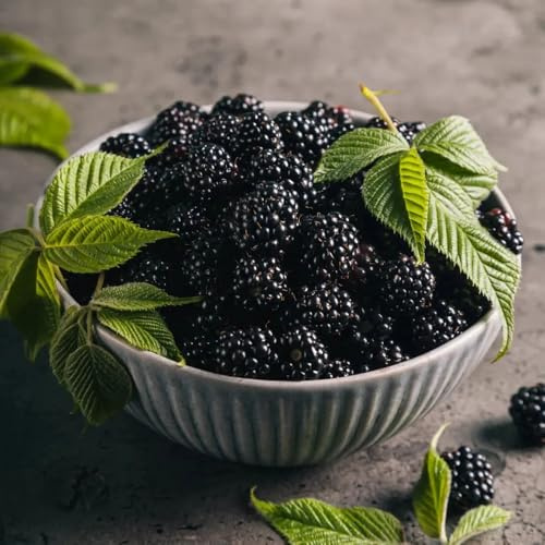 Semi di mora selvatica, Rubus fruticosus, da frutto semi di colonnare da giardino semi vecchie varietà fresca comprare 200pcs