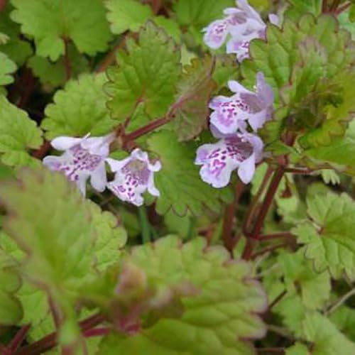 Semillas de hiedra terrestre - de balcón semillas como recuerdo fiesta para lugares soleados jardín regalos para jardineros exótico verano cobertura 150pcs