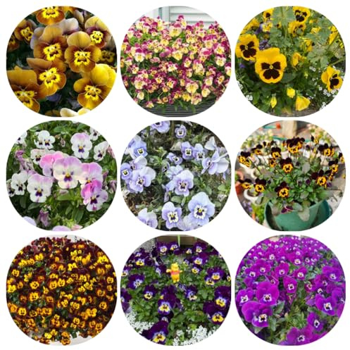 semi di viola del pensiero biologici - esotiche da balcone resistenti da giardino rare decorazione 250pcs
