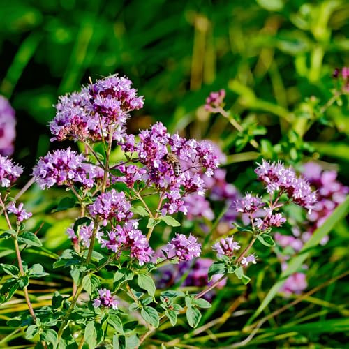 maggiorana Coltivare invernali semi di maggiorana per giardino di aromatiche da interno aromatiche da giardino organiche per la copertura del terreno semi 160semi