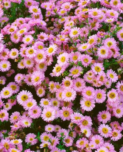 Aster dumosus 'Tina' ca. 9x9 cm Topf - Kissen-Aster, violette Blüten, Blütezeit August-Oktober, ideal für Rabatten, bienenfreundlich, pflegeleicht