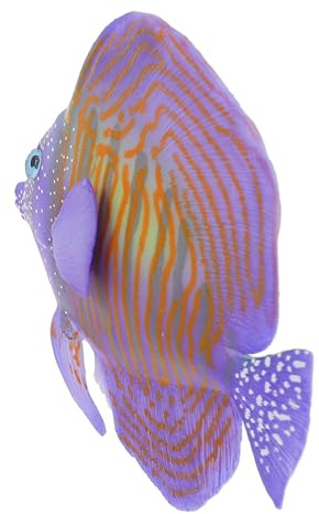 TOYANDONA Poisson Artificiel Décoration Aquarium Plastique Écologique Violet Réaliste Taille Moyenne Décoration sous-Marine Paysage Aquatique Décor pour Aquarium D’Eau Douce
