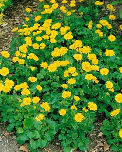 Doronicum orientale 'Little Leo' ca. 9x9 cm Topf - Gemswurz, leuchtend gelbe Blüten, Blütezeit April-Mai, ideal für Frühlingsbeete, pflegeleicht und bienenfreundlich