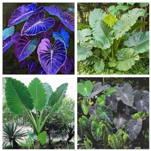 Los bulbos de oreja de elefante, con sus distintivas hojas en forma de flecha, son perfectos para patios y jardines.-3bulbos-H