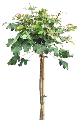 Feldahorn Acer Campestre Nanum Hochstamm 120-150 cm Ahorn