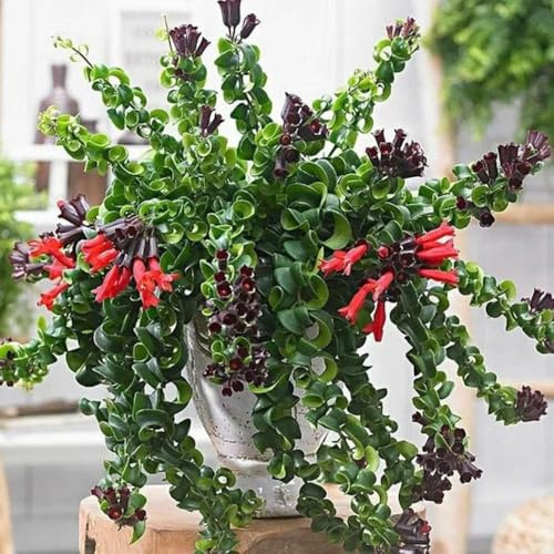 Curly Lipstick Plant Live, Rare Twisted Lipstick Aeschynanthus Houseplant in 3 Pot