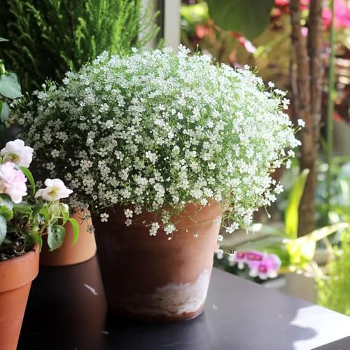 schleierkraut - balkon hochbeet wildblumensamen mehrjährig - Seltene serie - balkon winterharte stauden winterfeste für kübel wildblumen exotische 40samen