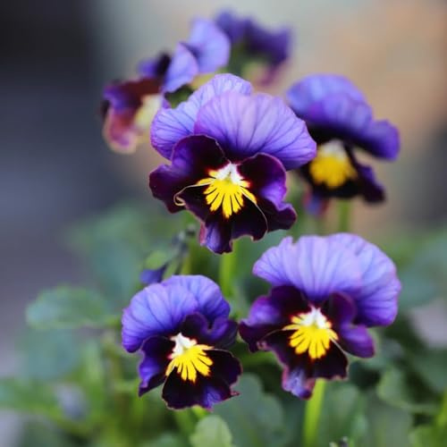 Semi di viola cornuta resistenti, decorazione del giardino per esterno Viola cornuta, Le da giardino sono perenni resistenti Le sono perenni 200pcs