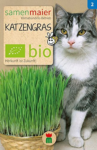 BIO Katzengras Samen - Samenfestes Saatgut aus kontrolliert biologischer Landwirtschaft - Lolium perenne - Ganzjährig Aussaat - 3,5 g - Samen Maier