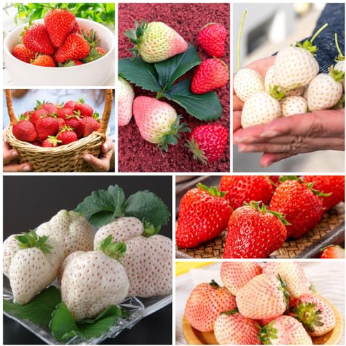 fresas semillas de fresa, resistentes al invierno para balcones de fresa organicas fresca, decoración salón para lugares soleados 500pcs