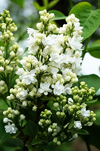 Flieder weiße Blüte Edelflieder Mme Lemoine Syringa vulgaris Mme Lemoine 40-60 cm