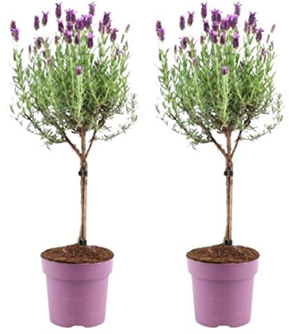 Plants by Frank Lavandula Stoechas Anouk auf Stamm, 2 Stück, Ø 12 cm