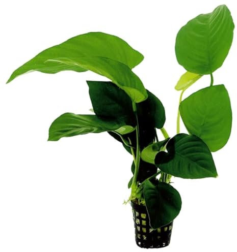 AP-ART's Wasserpflanze Anubias barteri Aquarienpflanze einfache Pflanze langsam wachsende Aquariumpflanze