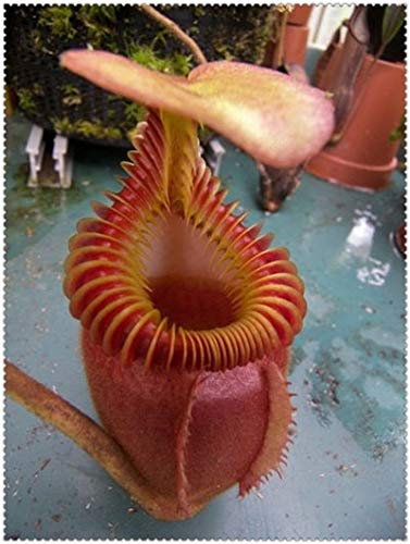 100 clip Pz Dionaea muscipula gigante Venere acchiappamosche in vaso Insettivori Seed Pigliamosche per il giardino: 16