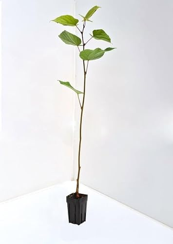 Tiglio selvatico pianta h125/150 cm Tilia Cordata albero ornamentale per siepi e ombra, fioritura profumata che attira le api (pianta mellifera) Vivaio di Castelletto