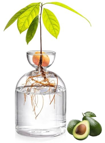 Vaso per semi di avocado 3, 4x5, 4 Vaso in vetro per avocado per la coltivazione di bulbi Vasi minimalisti trasparenti con gemme Piccolo per piante per il radicamento dell'acqua e decorazioni per