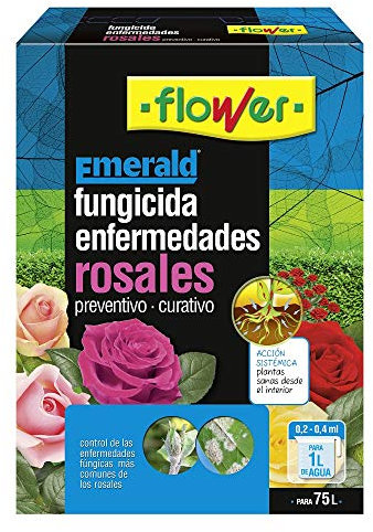 Flower Enfermedades DE LOS Rosales