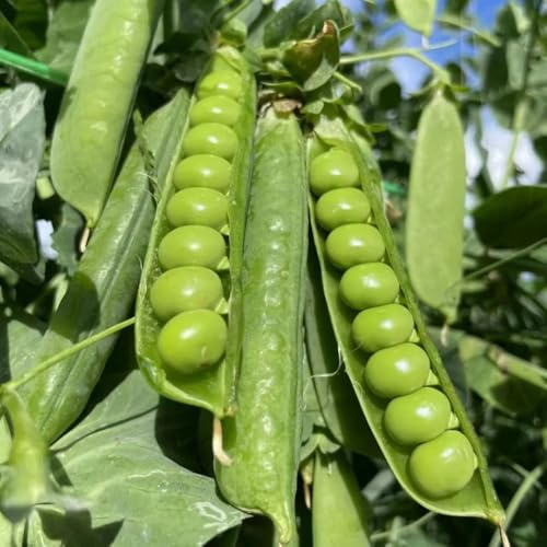 semillas de guisantes - resistentes jardín perennes decoración 30pcs