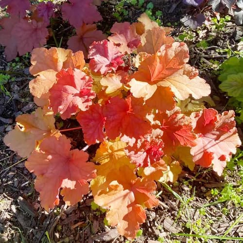 Purpurglöckchen - Heuchera blumenbeet balkon gartensamen kräuterpflanzen balkonpflanzen frühling schattenpflanzen garten winterhart bonsai topf dekopflanzen schnittblumen bodendecker 150samen