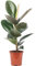 Gummibaum - pflegeleichte Zimmerpflanze, Ficus elastica 'Robusta' - Höhe ca. 50 cm, Topf-Ø 17 cm