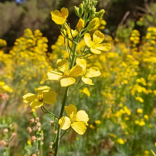 Portal Cool 500 Graines - Jaunes Graines de Moutarde Sinapis Alba Zaad