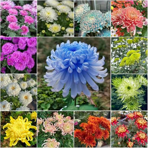 chrysanthemen winterhart - wildblumenwiese mehrjährig gartensamen blumensaat blumensamen schattenpflanzen winterharte kübelpflanzen wildblumensamen - Seltene 50samen
