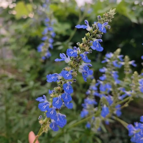 semi di salvia - selvatici letto rialzato, per balcone, giardino rampicanti, 600pcs
