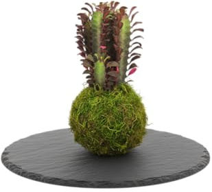 Kokedama Natural Euphorbia Trigona Rubra Cactus Catedral Planta Viva | DECOALIVE