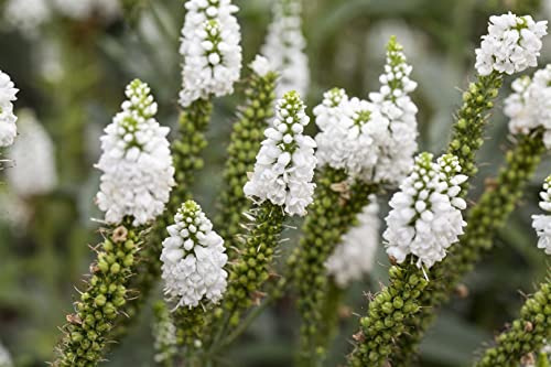 Veronica longifolia 9x9 cm Topf – Winterhart, Mehrjährig, Pflegeleicht – Ehrenpreis – Staude für Beet & Rabatte