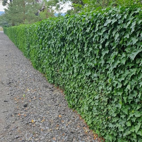 Hedera hibernica – Irischer Efeu – 24 Pflanzen – 10–25cm – Ø9cm – Immergrüner Kletter- & Bodendecker – Pflegeleicht & winterhart – Für Hecken, Sichtschutz & Begrünung