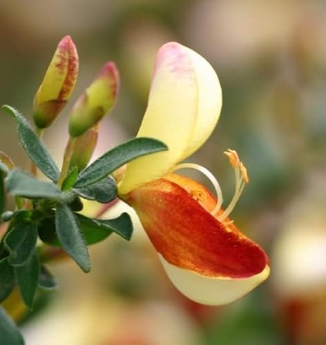Cytisus scoparius Queen Mary - Gelbroter Ginster - 40-60
