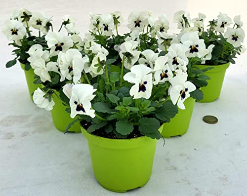 POWERS TO FLOWERS - VIOLE DEL PENSIERO, VIOLA A FIORE PICCOLO BIANCO, 6 PIANTE, Vaso 10,5cm diametro, piante vere