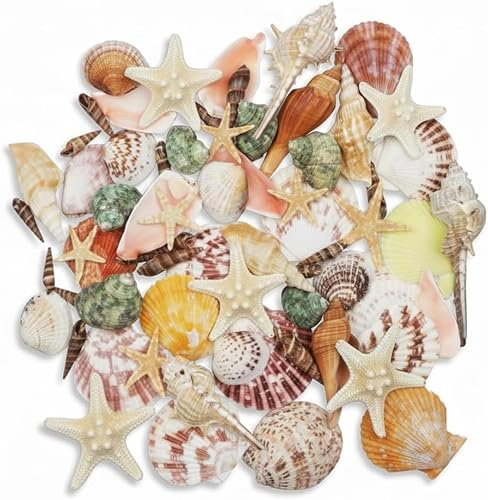 DasKid 75+ Mixed Seashells 3–9CM | Various Size Beach Seashells & Natural Starfish for Vase Fillers, Fish Tank, Wedding Décor, DIY Crafts & Coastal Home Decorations | Shells for Crafts