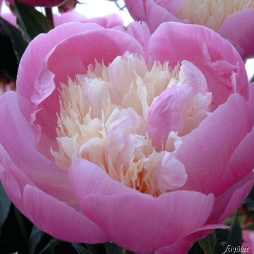 GARTEN SCHLÜTER® Pfingstrose Bowl of Beauty