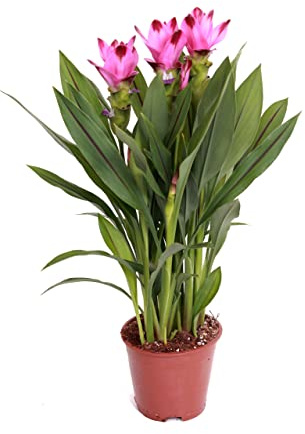Planta Natural Cúrcula Árbol con Flor de Interior y Exterior Alta Gama