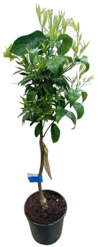 Mandarino en Maceta de 17cm Árbol Grande con Fruta Exquisita y Aroma Cítrico