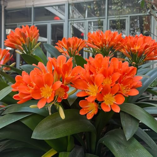 Clivia - rampicanti Aiuole rialzate per il giardino d'appartamento esotiche da balcone resistenti, adatte al pieno sole. arredamento del soggiorno varietà 200semi