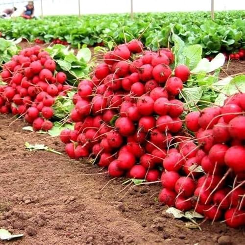 Radish Seeds - Gigante siculo - 1000 Seeds + Plant tag + Freebie - Red Giant Radish